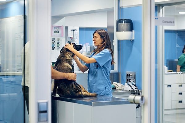 veterinarian examining dog at animal hospital