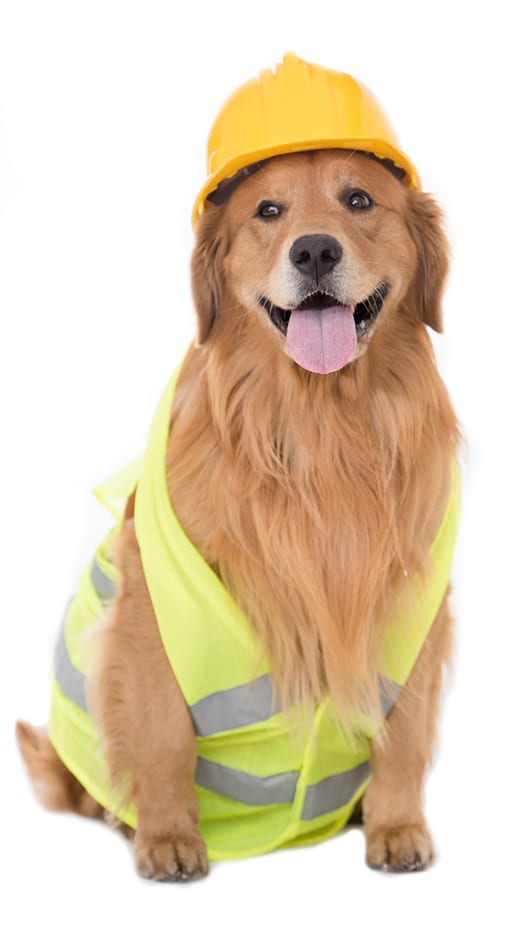 dog dressed as a construction worker