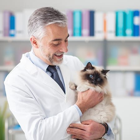 veterinarian holding a cat